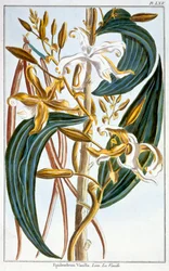 Vanilleschoten, Tafel 65, aus 